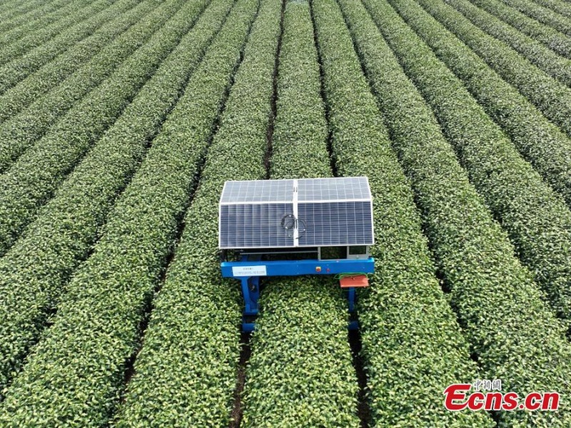 Mise en service d'un robot cueilleur de thé dans l'est de la Chine
