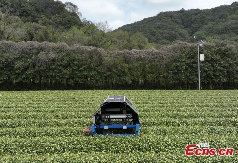 Mise en service d'un robot cueilleur de thé dans l'est de la Chine