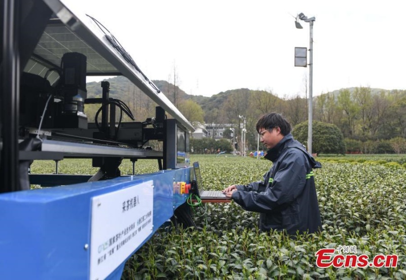 Mise en service d'un robot cueilleur de thé dans l'est de la Chine