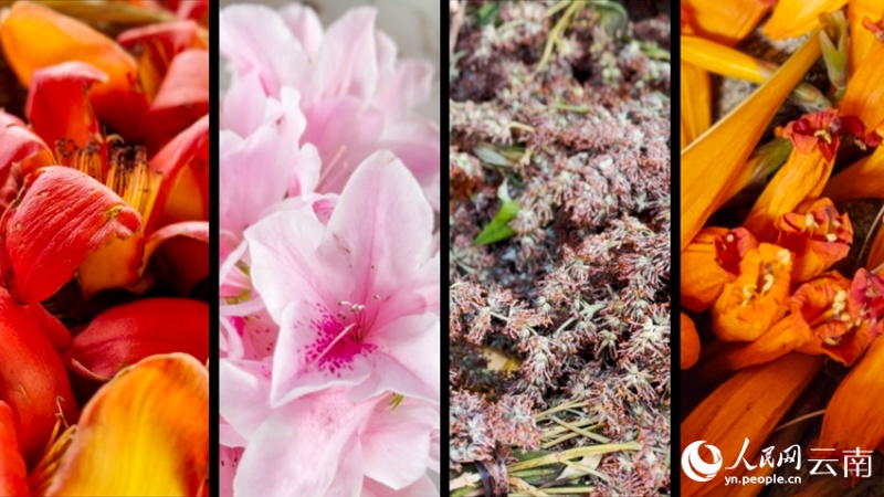 Venez découvrir le somptueux « festin de fleurs » du Yunnan aux parfums enivrants
