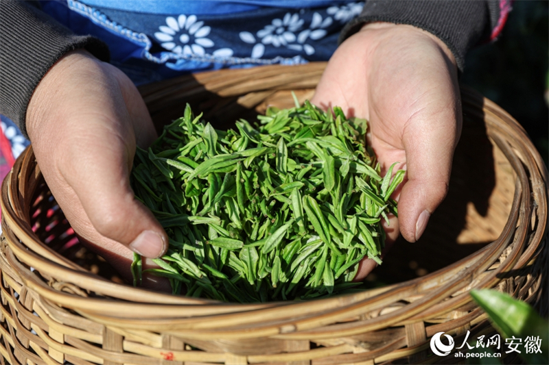 Anhui : la cueillette du thé de printemps bat son plein à Nanling