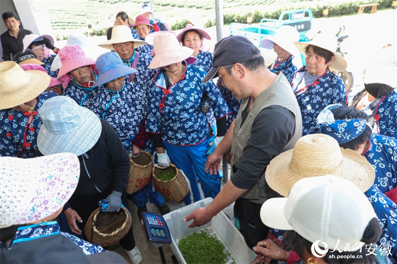 Anhui : la cueillette du thé de printemps bat son plein à Nanling