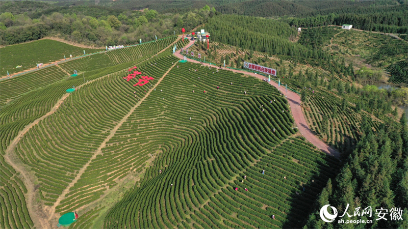 Anhui : la cueillette du thé de printemps bat son plein à Nanling
