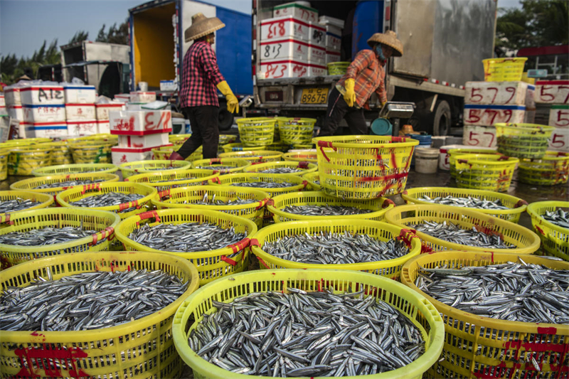 Hainan : un magnifique paysage printanier et des entrepôts pleins de poissons à Qionghai