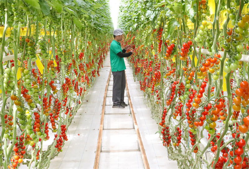 Shandong : comment l'agriculture intelligente stimule le « pilier d'or » pour augmenter les revenus des agriculteurs de Laixi