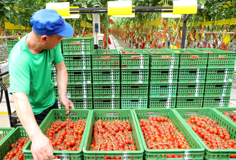 Shandong : comment l'agriculture intelligente stimule le « pilier d'or » pour augmenter les revenus des agriculteurs de Laixi