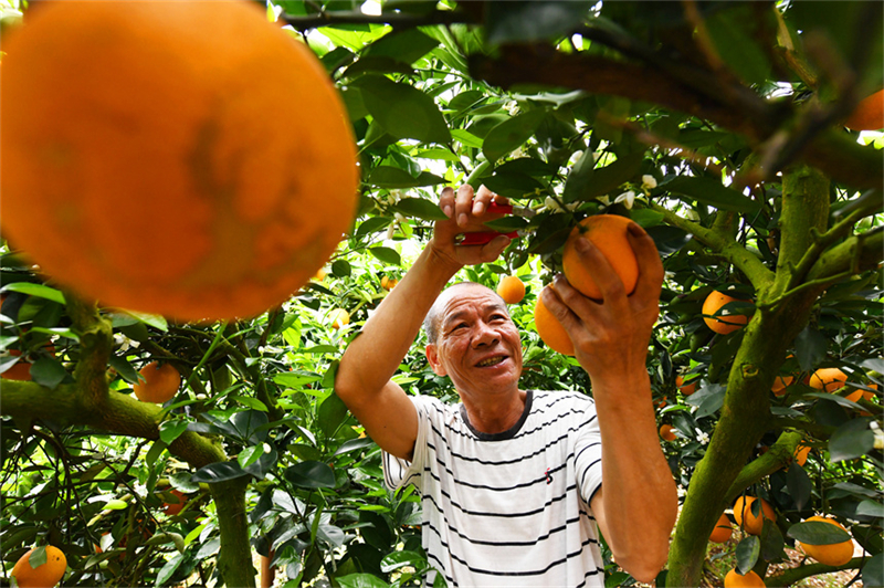 Jiangxi : les oranges de printemps aident les agriculteurs de Dingnan à augmenter leurs revenus