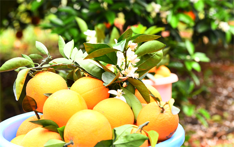 Jiangxi : les oranges de printemps aident les agriculteurs de Dingnan à augmenter leurs revenus