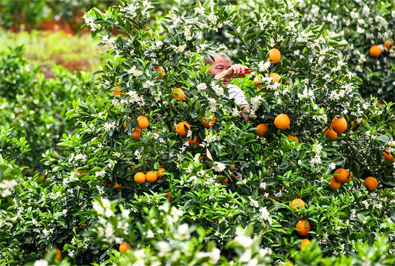 Jiangxi : les oranges de printemps aident les agriculteurs de Dingnan à augmenter leurs revenus