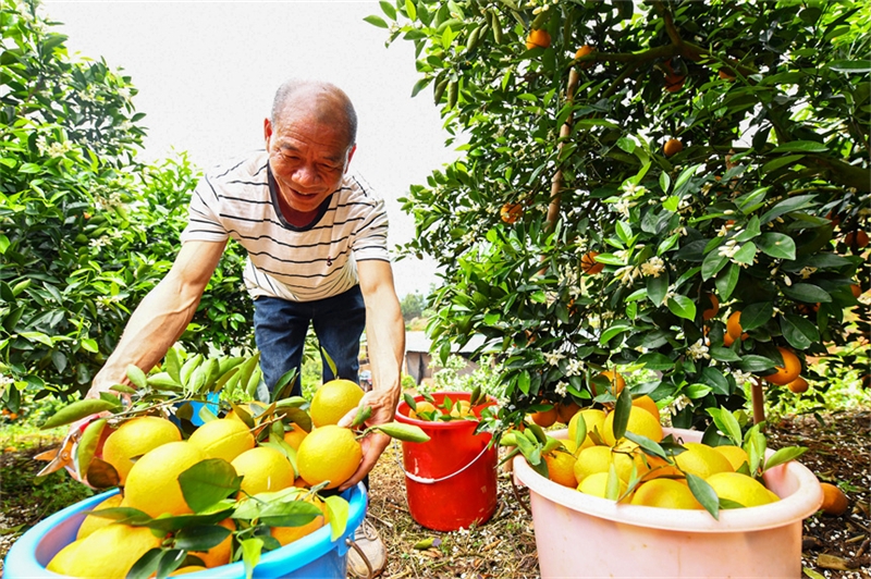 Jiangxi : les oranges de printemps aident les agriculteurs de Dingnan à augmenter leurs revenus