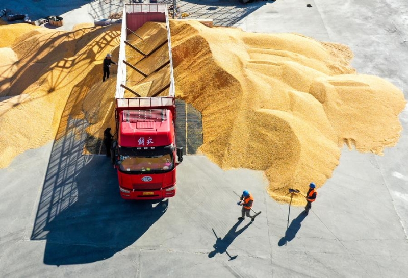 Vue aérienne d'ouvriers déchargeant des céréales dans la bannière centrale gauche de Horqin, à Tongliao, dans la région autonome de Mongolie intérieure (nord de la Chine), le 15 octobre 2023. (Photo : Lian Zhen)