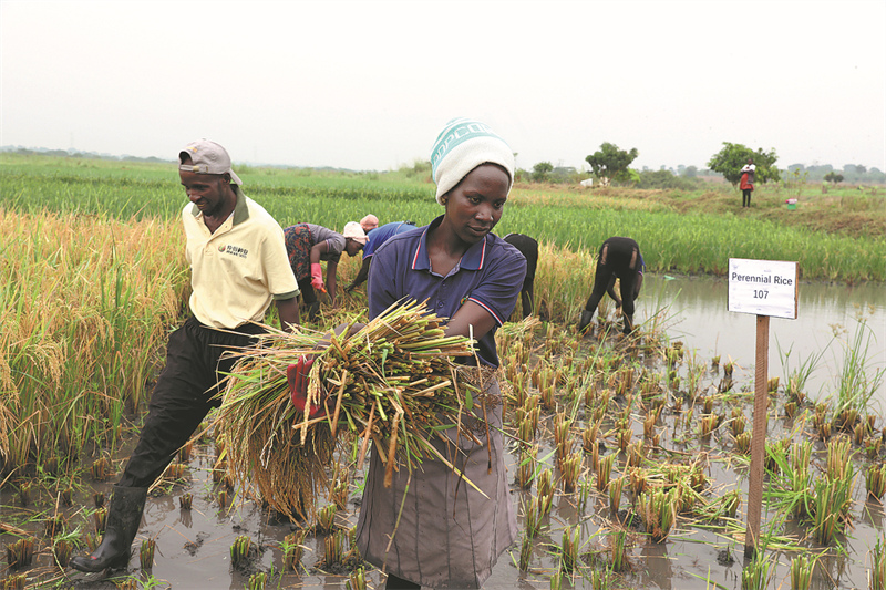 Des agriculteurs ougandais récoltent du riz vivace sur une parcelle test à Luwero, en Ouganda, le 27 janvier. (Wu Xiaohui / China Daily)