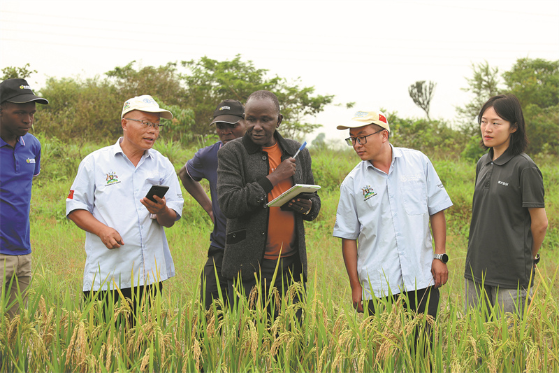 L'expert ougandais Jimmy Lamo (au centre) s'entretient avec les experts chinois Luo Tingyue (deuxième à gauche) et Long Wenjing (deuxième à droite), dans une rizière à Luwero, en Ouganda, en janvier. (Wu Xiaohui / China Daily)