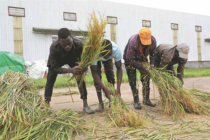 Des agriculteurs locaux collectent le riz récolté dans le parc industriel de coopération agricole sino-ougandaise à Luwero en janvier. (Wu Xiaohui / China Daily)