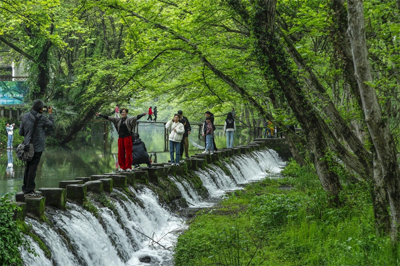 Anhui : le tourisme écologique au printemps à Huangshan