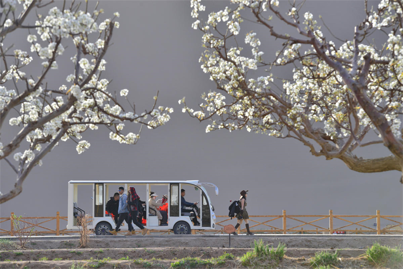 Gansu : le printemps s'épanouit à Dunhuang