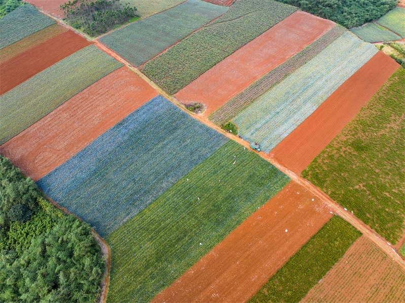 Guangdong : à Xuwen, le printemps, c'est aussi la saison des récoltes !