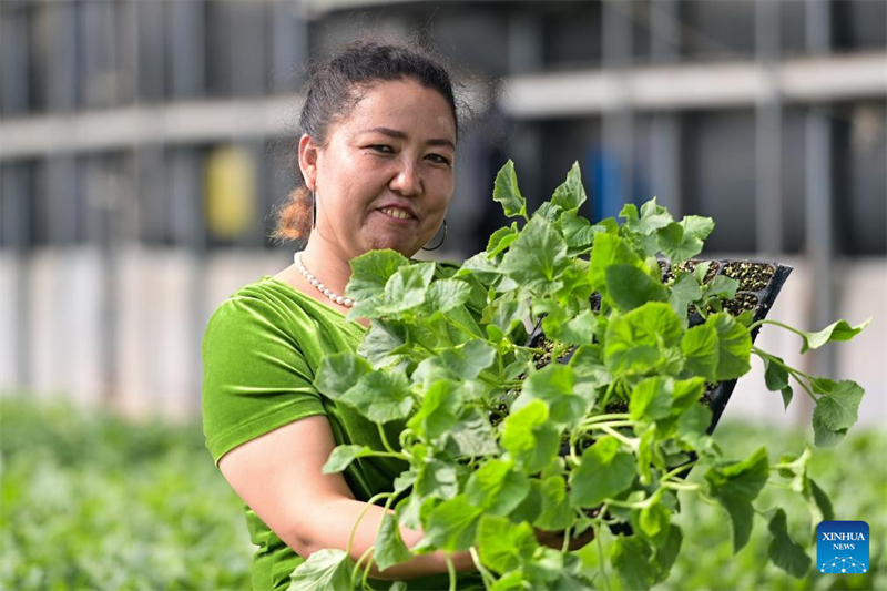 Xinjiang : comment des semences sous serre apportent la fortune à une jeune agricultrice d'Aksu