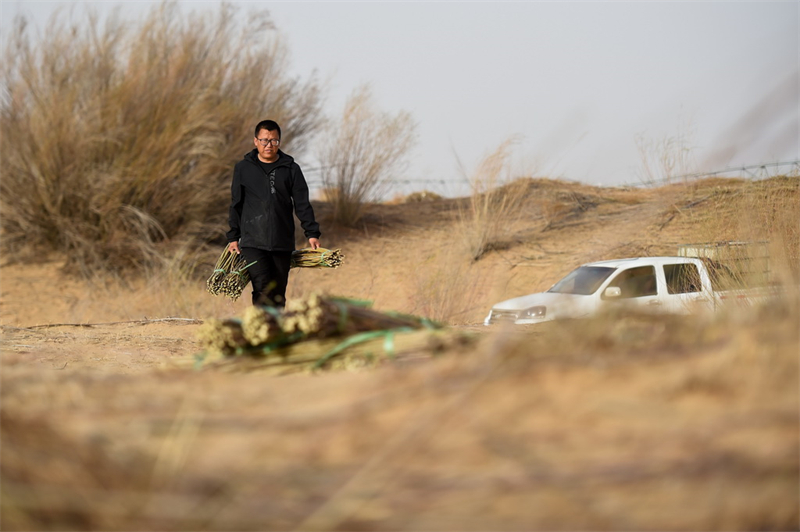 Mongolie intérieure : les revenus augmentent grâce à la lutte contre la désertification