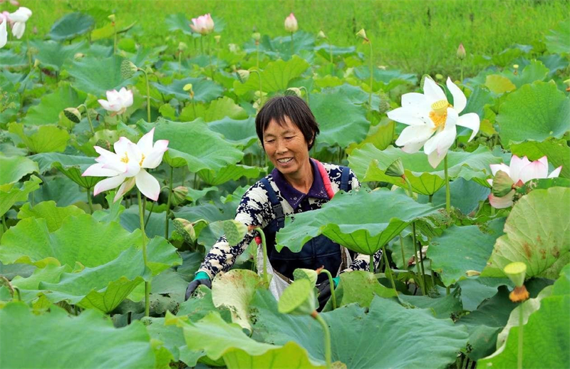 Dans la ville de Leqiao du comté de Lujiang, à Hefei, capitale de la province de l'Anhui (est de la Chin), une récolte exceptionnelle de lotus de l'espace a été réalisée. La photo montre une agricultrice en train de cueillir des gousses de lotus dans un champ de lotus. (Li Hongbing / Pic.people.com.cn)