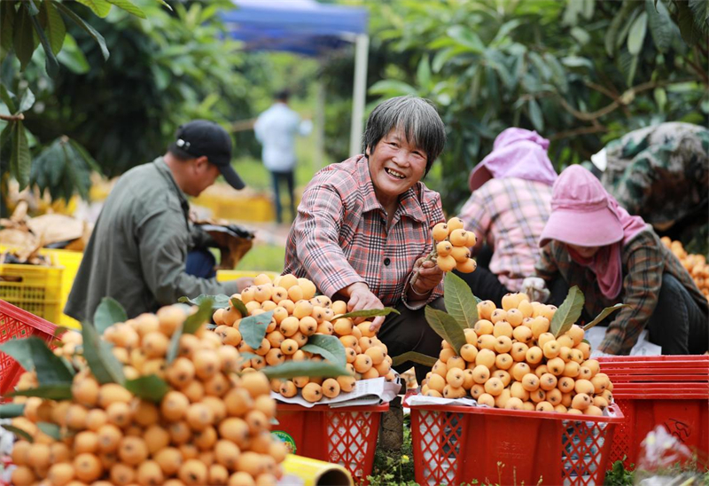 Guangxi : les producteurs de fruits de Rong'an sont heureux d'augmenter leurs revenus