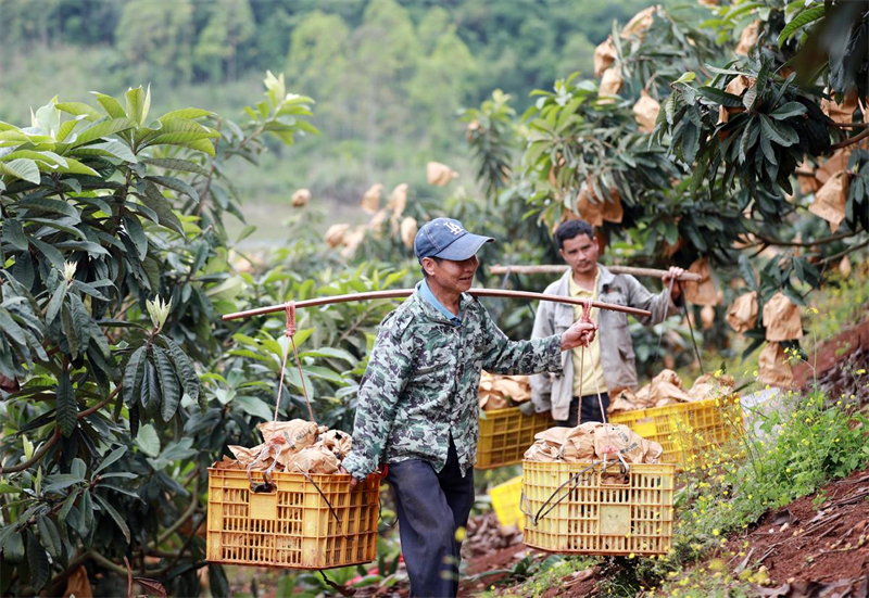 Guangxi : les producteurs de fruits de Rong'an sont heureux d'augmenter leurs revenus