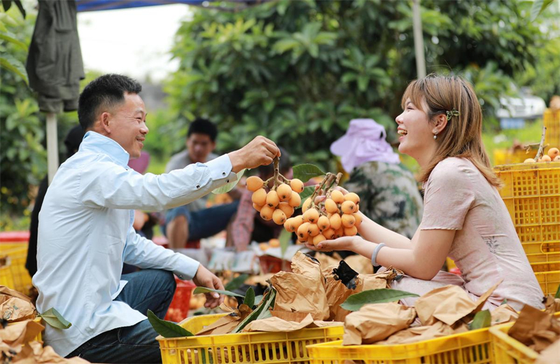 Guangxi : les producteurs de fruits de Rong'an sont heureux d'augmenter leurs revenus