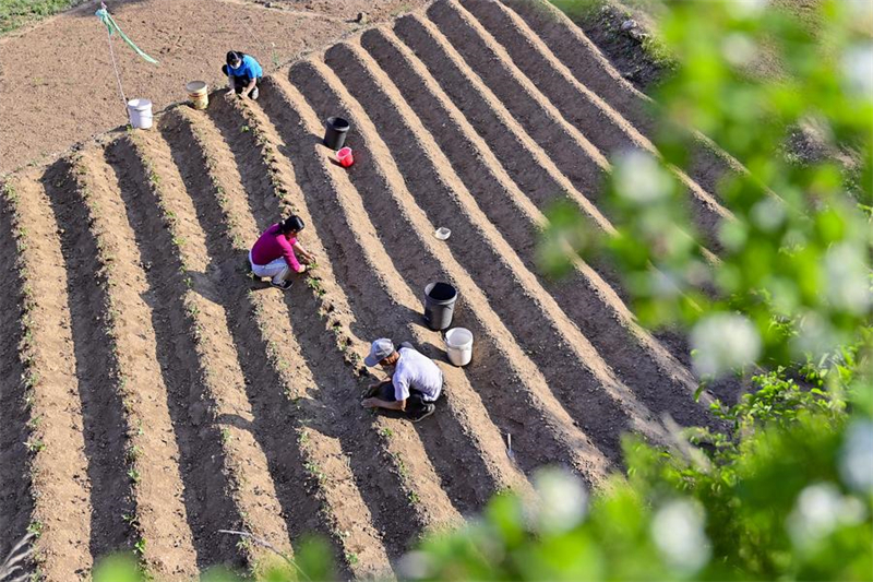 Chine : travaux agricoles à l'approche de "Lixia"