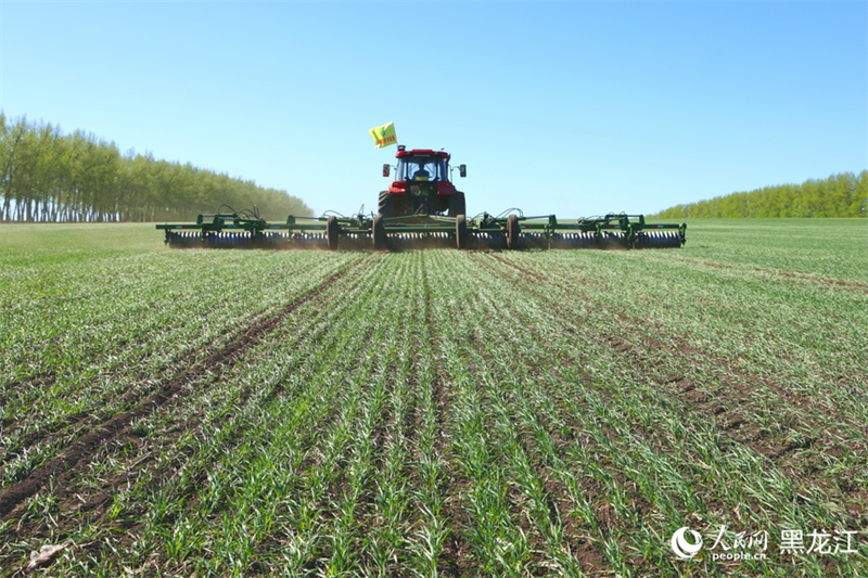 Heilongjiang : une image de travaux agricoles printaniers, « peinture intelligente » dotée de moyens numériques