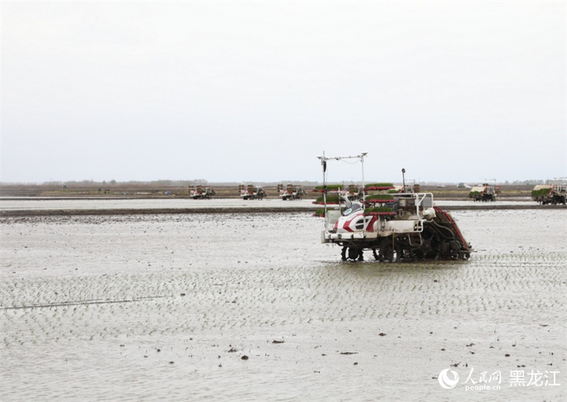 Heilongjiang : une image de travaux agricoles printaniers, « peinture intelligente » dotée de moyens numériques