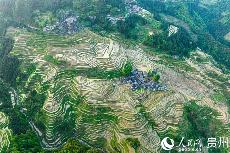 Guizhou : les cultures de printemps battent leur plein sur les champs en terrasses de Jiabang
