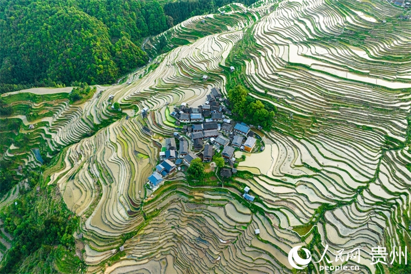 Guizhou : les cultures de printemps battent leur plein sur les champs en terrasses de Jiabang