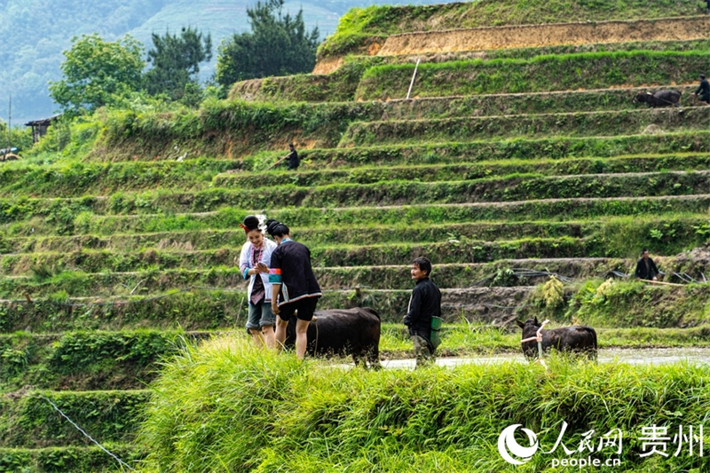 Guizhou : les cultures de printemps battent leur plein sur les champs en terrasses de Jiabang