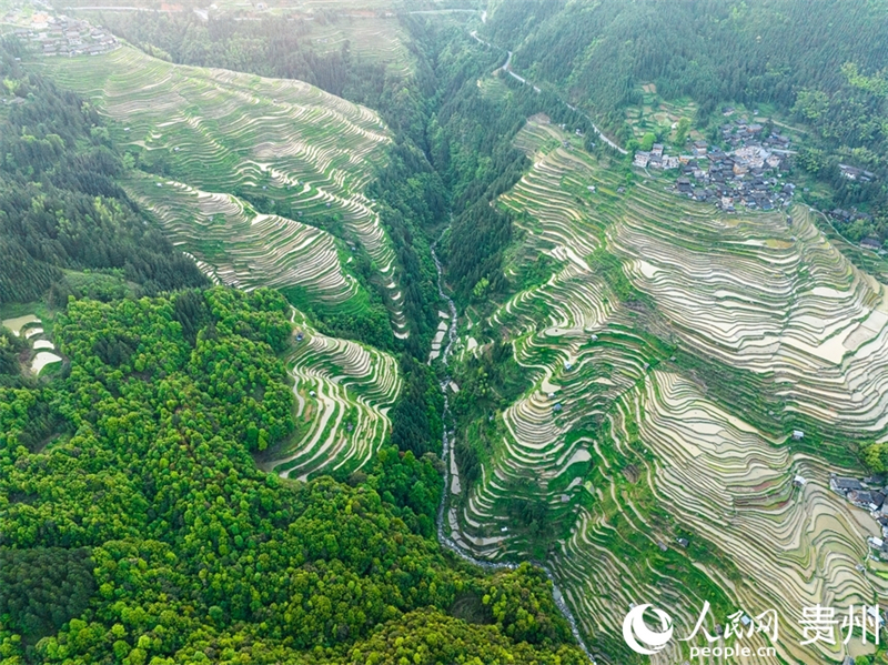 Guizhou : les cultures de printemps battent leur plein sur les champs en terrasses de Jiabang