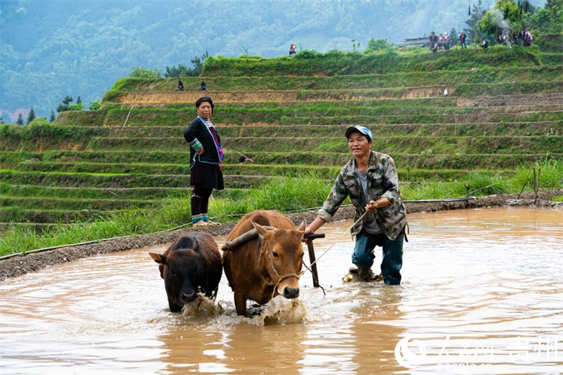 Guizhou : les cultures de printemps battent leur plein sur les champs en terrasses de Jiabang