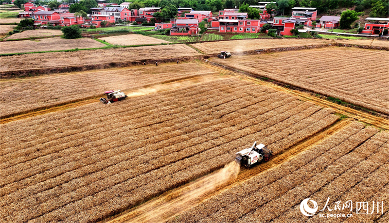 En photos : la récolte du blé dans la province du Sichuan