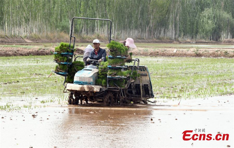Du riz résistant à l'eau salée transplanté au Xinjiang