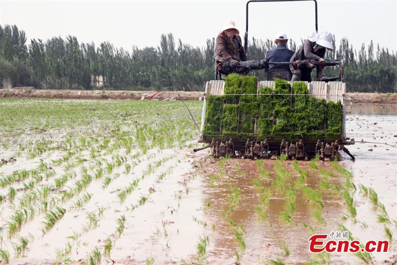 Du riz résistant à l'eau salée transplanté au Xinjiang