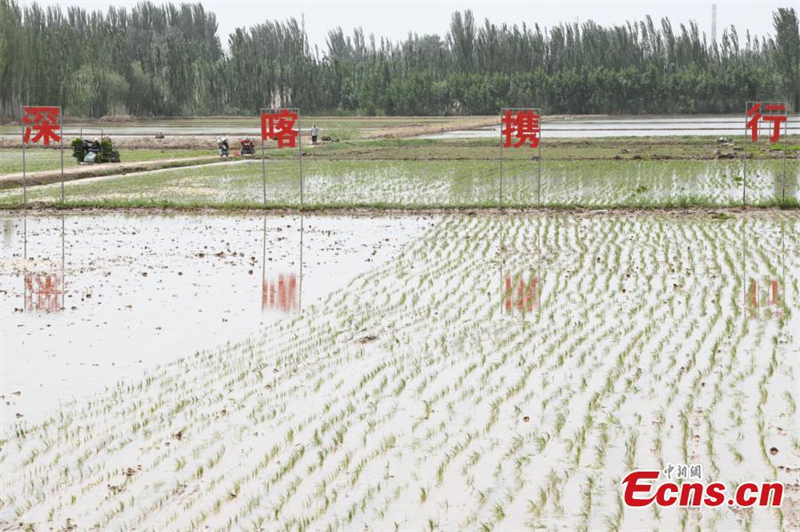 Du riz résistant à l'eau salée transplanté au Xinjiang