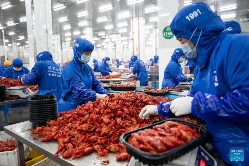 Des membres du personnel travaillent dans un atelier de préparation d'écrevisses d'une entreprise alimentaire du comté de Nanxian à Yiyang, province du Hunan (centre de la Chine), le 19 mai 2024. (Chen Sihan / Xinhua))