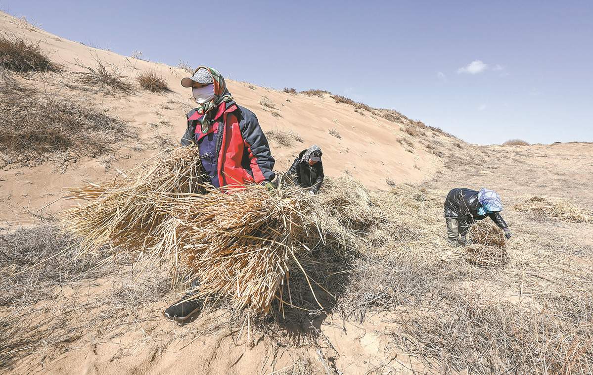 Des ouvriers transportent de la paille utilisée pour contrôler le sable dans la bannière arrière de l'aile gauche de Horqin, dans la région autonome de Mongolie intérieure (nord de la Chine). (Lian Zhen / Xinhua)