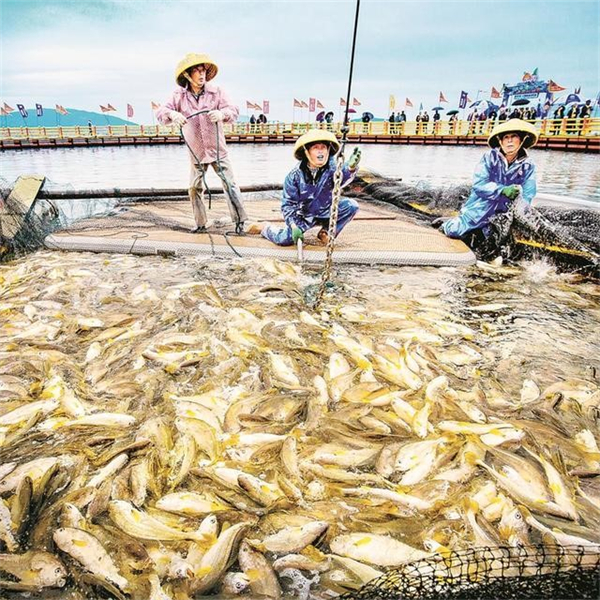 A Guanjingyang, dans la ville de Ningde, dans la province du Fujian (sud-est de la Chine), des pisciculteurs ramassent des grandes courbines jaunes sur un radeau de pêche moderne. (Photo / Centre des médias du district de Jiaocheng)