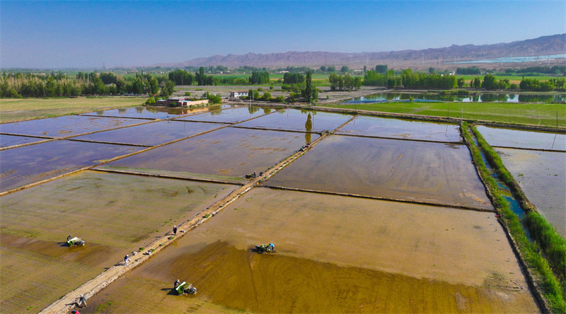 Gansu : le repiquage des plants de riz bat son plein sur les rives de la Rivière Noire à Zhangye