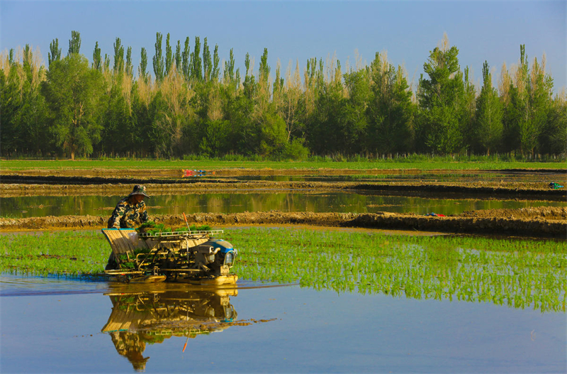 Gansu : le repiquage des plants de riz bat son plein sur les rives de la Rivière Noire à Zhangye