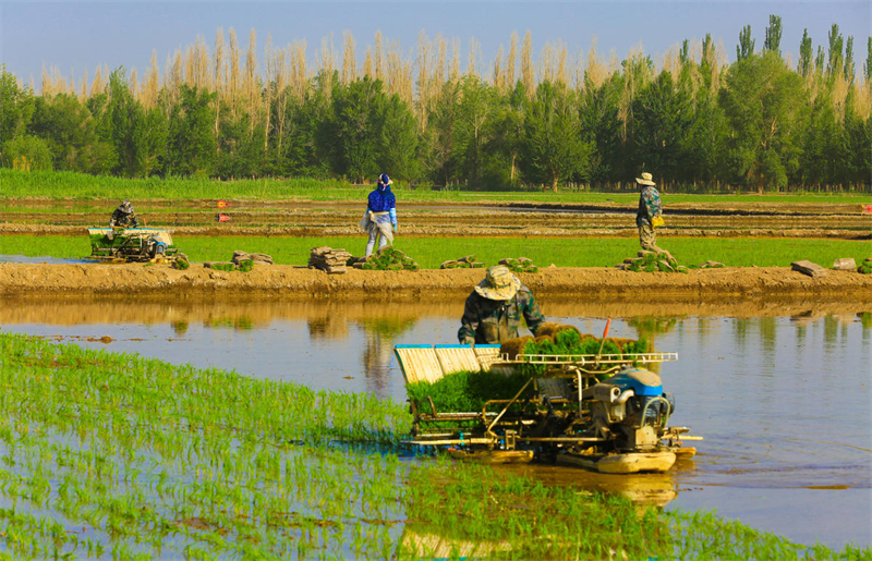 Gansu : le repiquage des plants de riz bat son plein sur les rives de la Rivière Noire à Zhangye