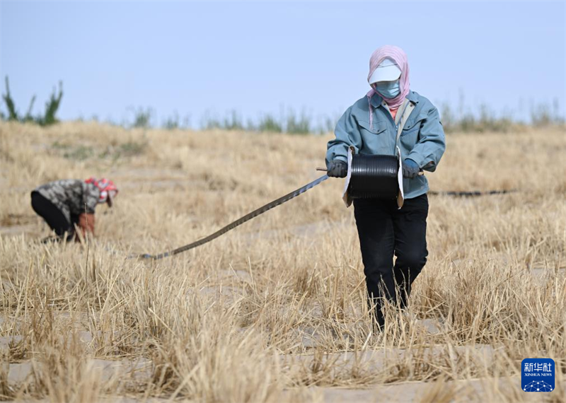 Mongolie intérieure : l'utilisation globale de multiples moyens pour contrôler les terres sableuses de Horqin