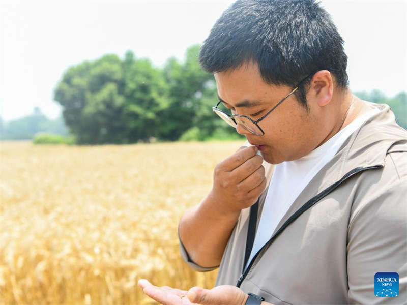 Sichuan : un jeune agriculteur utilise la technologie moderne pour renforcer l'agriculture traditionnelle
