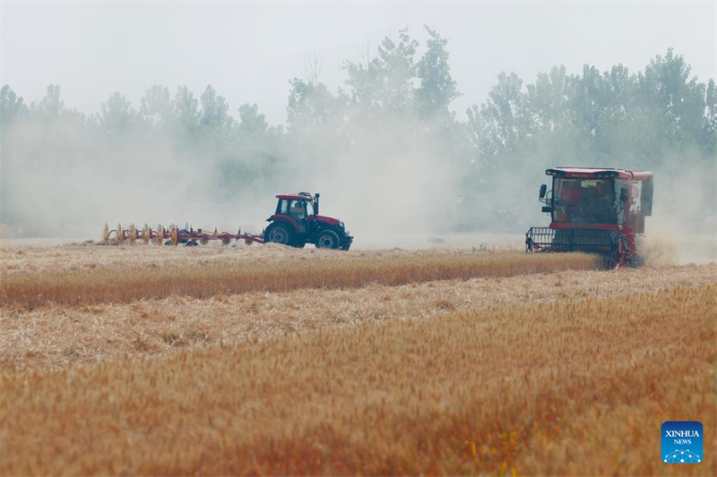 La province du Henan se prépare pour une récolte de blé exceptionnelle