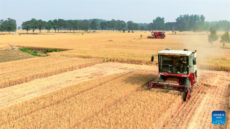 La province du Henan se prépare pour une récolte de blé exceptionnelle