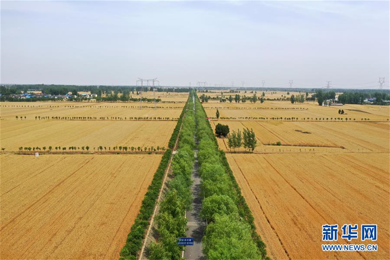 La Chine récolte du blé dans un contexte d'efforts visant à assurer sa sécurité alimentaire
